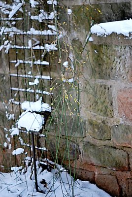 Jasminum nudiflorum - jasmín nahokvětý - kvetoucí zimní habitus